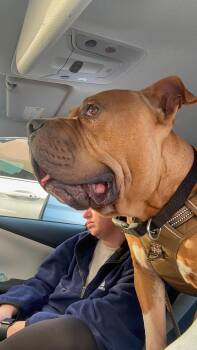 Rescue Bullmastiff Dogs for Adoption in Jarrettsville, Maryland - Poe | PetCurious