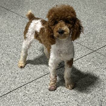 Eddie -  Miniature Poodle Dog for Adoption in Antwerp, Ohio - Eddie | PetCurious