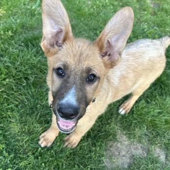 German Shepherd Dog Dogs Available for Adoption in Sammamish, Washington - Chips | PetCurious