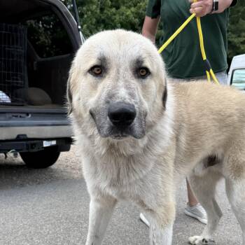 Lucas -  Anatolian Shepherd Dog for Adoption in Columbia, South Carolina - Lucas | PetCurious