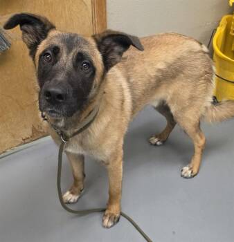 Sullivan -  German Shepherd Dog Dog for Adoption in Phoenix, Oregon - Sullivan | PetCurious