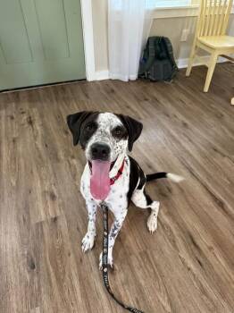 John Deere -  German Shorthaired Pointer and Mixed Breed Dog for Adoption in Friendswood, Texas - John Deere | PetCurious