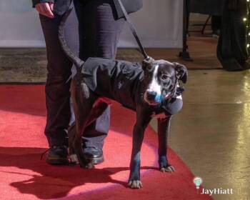 Labrador Retriever Dogs Available for Adoption - McGuiver | PetCurious