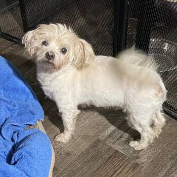 Little Bit -  Maltese Dog for Adoption in Sequatchie, Tennessee - Little Bit | PetCurious