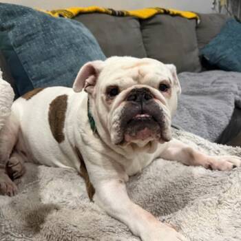 English Bulldog Dogs Available for Adoption in Los Angeles, California - Pearl | PetCurious
