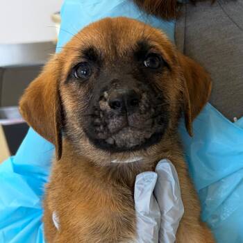Freddy -  Plott Hound and Mixed Breed Dog for Adoption in Nashville, Tennessee - Freddy | PetCurious