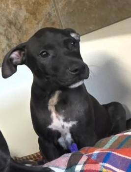 Tinsley -  Labrador Retriever and Pit Bull Terrier Dog for Adoption in Shrewsbury, Massachusetts - Tinsley | PetCurious