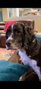 English Springer Spaniel Dogs Available for Adoption - Hallie Berrie | PetCurious