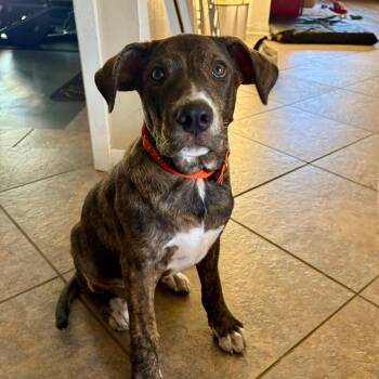Goose -  Plott Hound Dog for Adoption in Houston, Texas - Goose | PetCurious