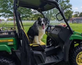 Finnegan -  Australian Shepherd Dog for Adoption in Richboro, Pennsylvania - Finnegan | PetCurious