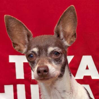 Mixed Breed Dogs Available for Adoption - Panini | PetCurious