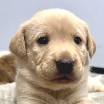 Labrador Retriever Dogs Available for Adoption - Mollie | PetCurious