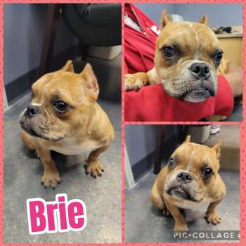 Brie -  French Bulldog Dog for Adoption in Ringwood, New Jersey - Brie | PetCurious