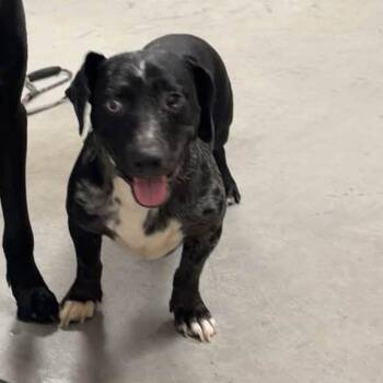 Loki -  Mixed Breed Dog for Adoption in Winston-salem, North Carolina - Loki | PetCurious