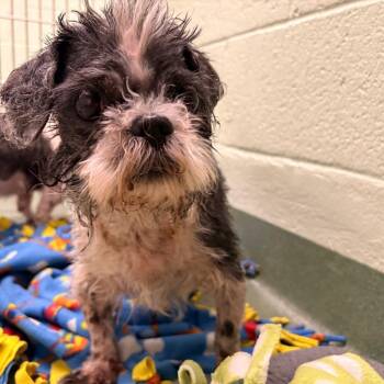 Gravy -  Shih Tzu Dog for Adoption in West Palm Beach, Florida - Gravy | PetCurious