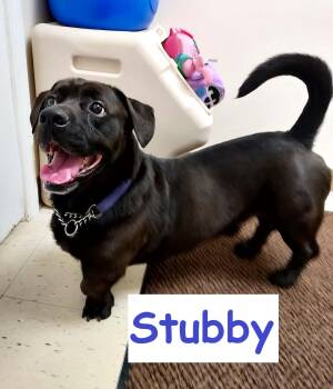 Stubby -  Mixed Breed Dog for Adoption in Falls Creek, Pennsylvania - Stubby | PetCurious