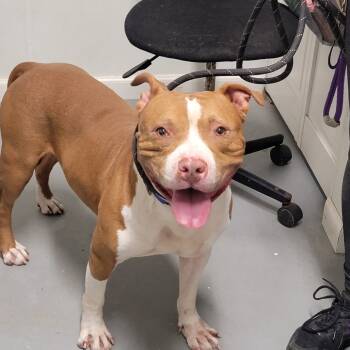 Rescue Mixed Breed Dogs for Adoption in Troy, Illinois - Dockers | PetCurious