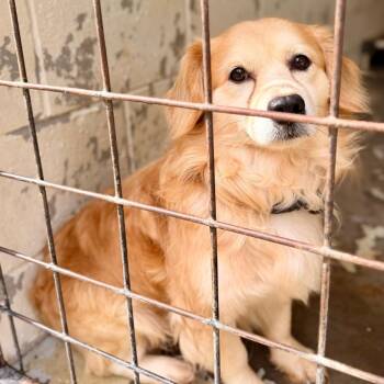 Mixed Breed Dogs Available for Adoption in Evensville, Tennessee - Alfie | PetCurious