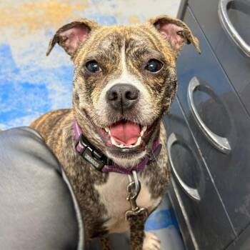 Chrissy Lynn -  Pug and Pit Bull Terrier Dog for Adoption - Chrissy Lynn | PetCurious