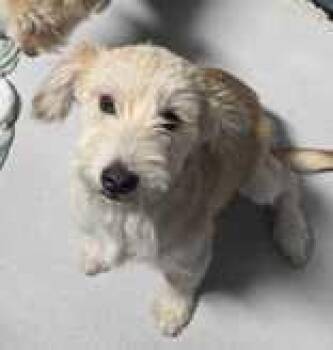 Sadie -  Terrier Dog for Adoption in Newport, New Hampshire - Sadie | PetCurious