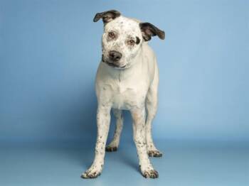 Australian Cattle Dog Blue Heeler and Mixed Breed Dogs Available for Adoption in Phoenix, Arizona - BINGO | PetCurious