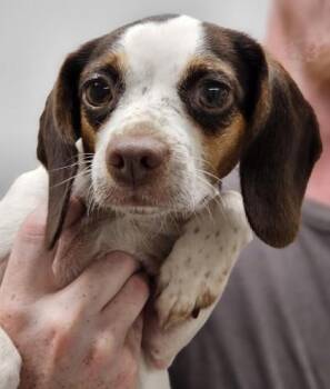 Penelope fka Dog 7 -  Beagle and Mixed Breed Dog for Adoption in West Chester, Pennsylvania - Penelope Fka Dog 7 | PetCurious