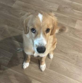 Kash -  Golden Retriever and Great Pyrenees Dog for Adoption in Houston, Texas - Kash | PetCurious