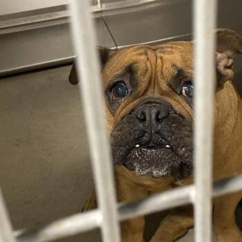 A614064 -  English Bulldog and Mixed Breed Dog for Adoption in Modesto, California - A614064 | PetCurious