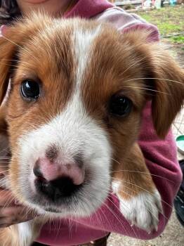 Scone -  Terrier Dog for Adoption in Eugene, Oregon - Scone | PetCurious
