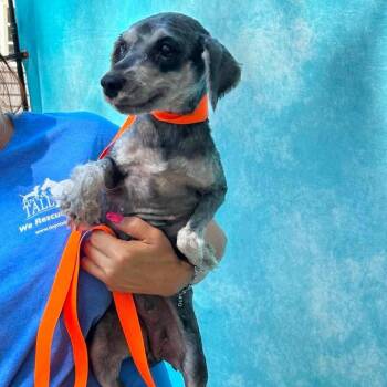 Jayne Mansfield -  Miniature Schnauzer Dog for Adoption in Campton Hills, Illinois - Jayne Mansfield | PetCurious