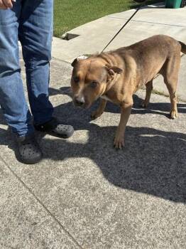 Mastiff and Rottweiler Dogs Available for Adoption in Stockton, California - SQUEEZE | PetCurious