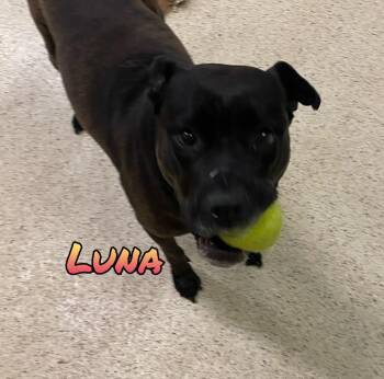 Luna -  Terrier Dog for Adoption in Muncie, Indiana - Luna | PetCurious
