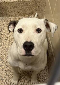 Kathy Lee 64385 -  Pit Bull Terrier and Mixed Breed Dog for Adoption in Aiken, South Carolina - Kathy Lee 64385 | PetCurious