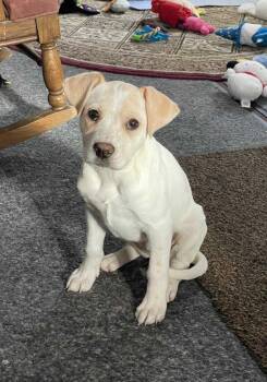 Mixed Breed Dogs Available for Adoption - Sam | PetCurious