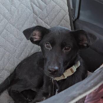 Bat Ears -  Black Labrador Retriever and German Shepherd Dog Dog for Adoption in Memphis, Tennessee - Bat Ears | PetCurious
