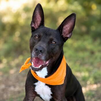 Cookie -  Australian Cattle Dog Blue Heeler and Terrier Dog for Adoption in Brookeville, Maryland - Cookie | PetCurious