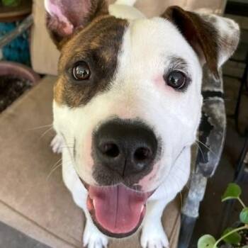 Pit Bull Terrier and Labrador Retriever Dogs Available for Adoption - Diesel Donut Your Fun Loving Romeo | PetCurious