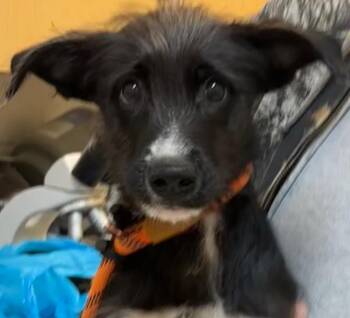 Terrier Dogs Available for Adoption - WYOMING | PetCurious