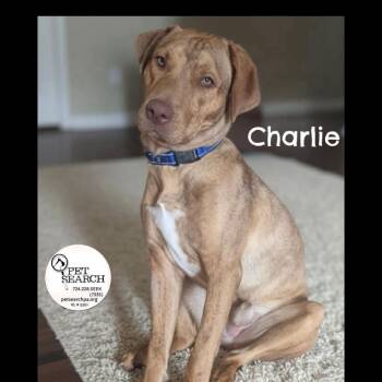 Mixed Breed Dogs Available for Adoption - Charlie | PetCurious