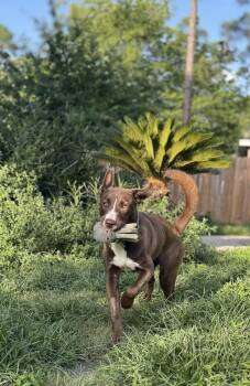 Egg -  Mixed Breed and Husky Dog for Adoption in Houston, Texas - Egg | PetCurious