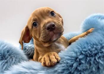 DYLAN -  Labrador Retriever and Mixed Breed Dog for Adoption in Fort Lauderdale, Florida - DYLAN | PetCurious