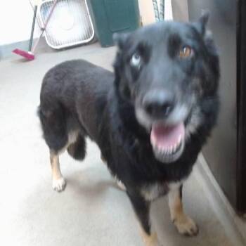 Rescue German Shepherd Dog and Husky Dogs for Adoption in Pacific Grove, California - Elvira | PetCurious