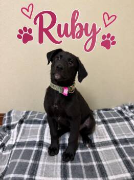 Ruby -  Retriever Dog for Adoption in Douglas, Massachusetts - Ruby | PetCurious