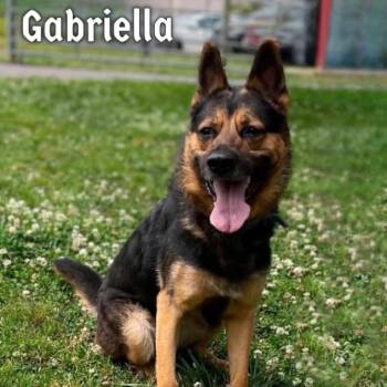 Gabriella -  German Shepherd Dog and Siberian Husky Dog for Adoption in Oak Ridge, Tennessee - Gabriella | PetCurious