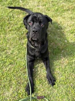 Mastiff and Mixed Breed Dogs Available for Adoption in Forney, Texas - EMILIO | PetCurious