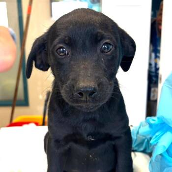 Terrier and Cattle Dog Dogs Available for Adoption in Nashville, Tennessee - Pobs | PetCurious