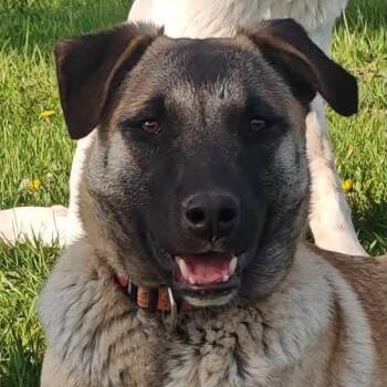 Sakura -  Mixed Breed Dog for Adoption in Bend, Oregon - Sakura | PetCurious
