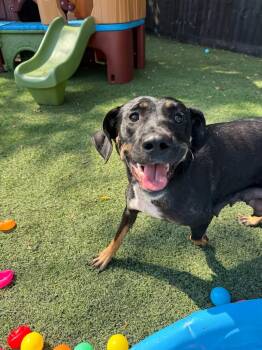 Rescue Coonhound Dogs for Adoption in Mt. Juliet, Tennessee - Momma Auburn | PetCurious