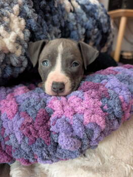 Rescue Pit Bull Terrier and American Staffordshire Terrier Dogs for Adoption in Belleville, Michigan - Poppy Lemon | PetCurious