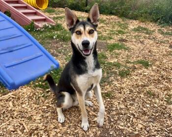 Rescue Catahoula Leopard Dog and Mixed Breed Dogs for Adoption in Santa Cruz, California - WYLIE* | PetCurious